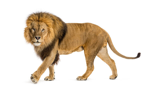 Side view of a Male adult lion walking and looking at the camera, Panthera leo, isolated on white