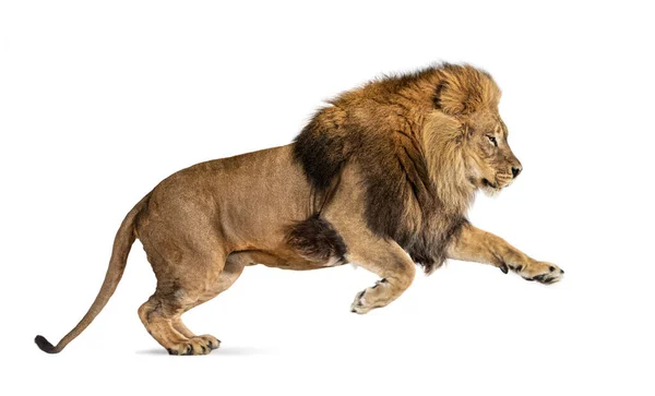 Male Adult Lion Panthera Leo Leaping Isolated White — Fotografia de Stock