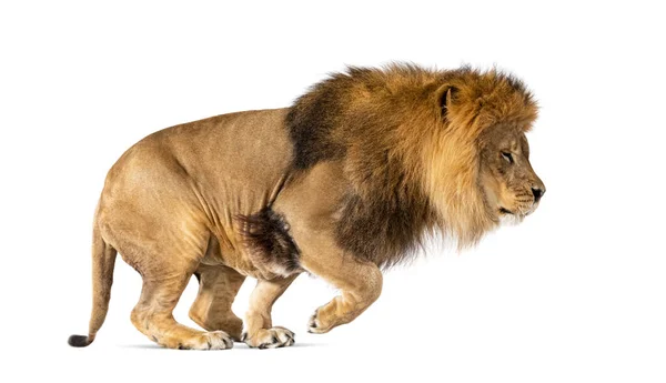 Male Adult Lion Panthera Leo Leaping Isolated White — 스톡 사진