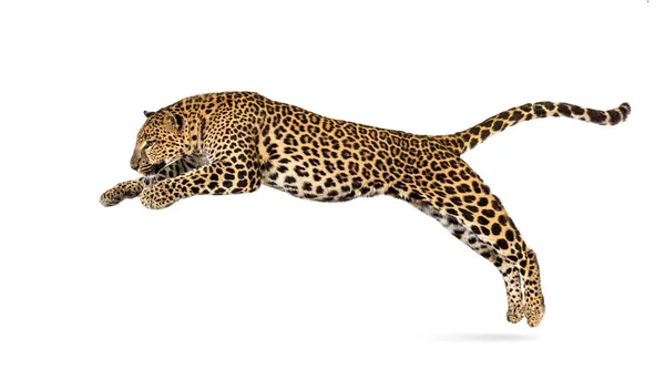 Spotted Leopard Leaping Panthera Pardus Isolated White — Zdjęcie stockowe