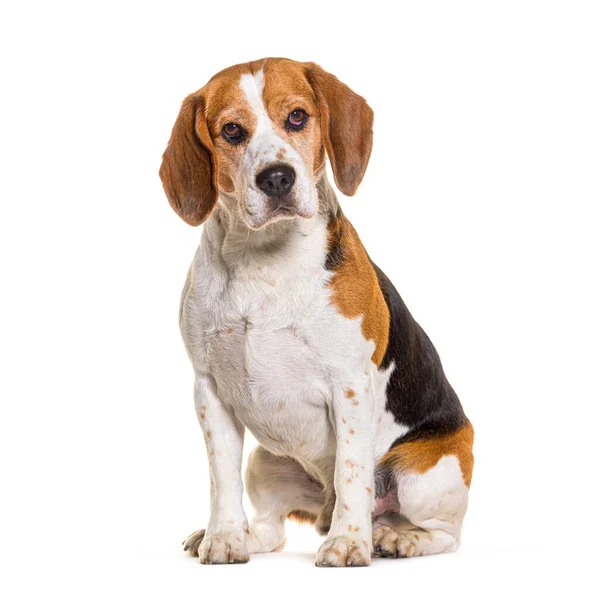 Beagles Sitting Looking Camera Isolated White —  Fotos de Stock