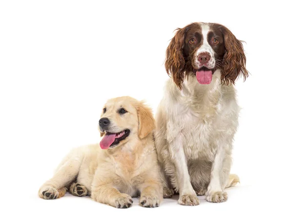 Two Dogs Together Golden Retriever Springer Spaniel Isolated White — Stock Photo, Image