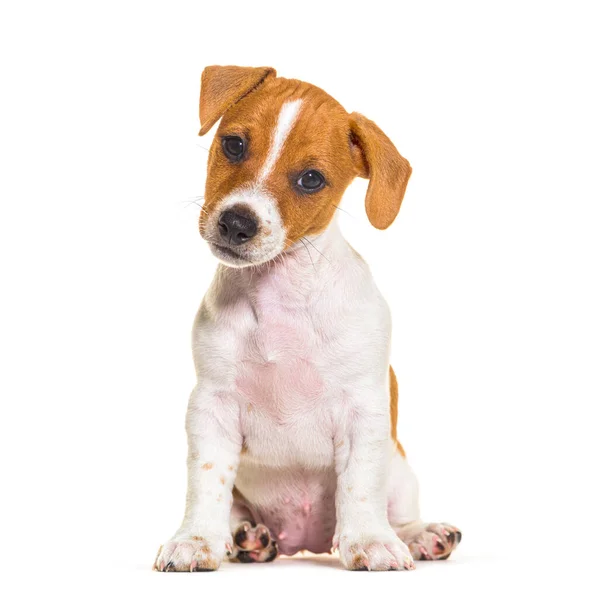 Sitting Jack Russel Puppy Nine Weeks Old Looking Camera Isolated — Zdjęcie stockowe