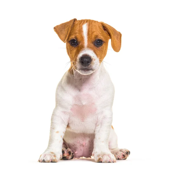 Sitting Jack Russel Puppy Nine Weeks Old Looking Camera Isolated — Stok Foto