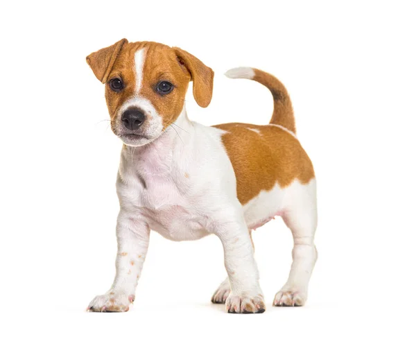 Standing Jack Russel Puppy Nine Weeks Old Isolated White — Foto Stock