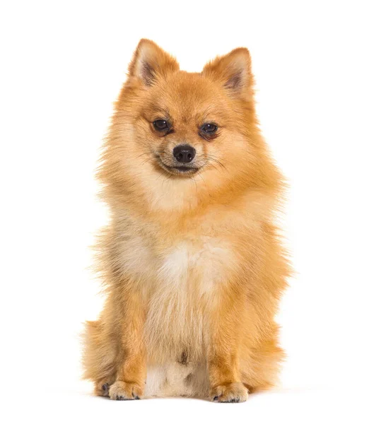 Spitz Dog Sitting Looking Camera Isolated White — Stock fotografie