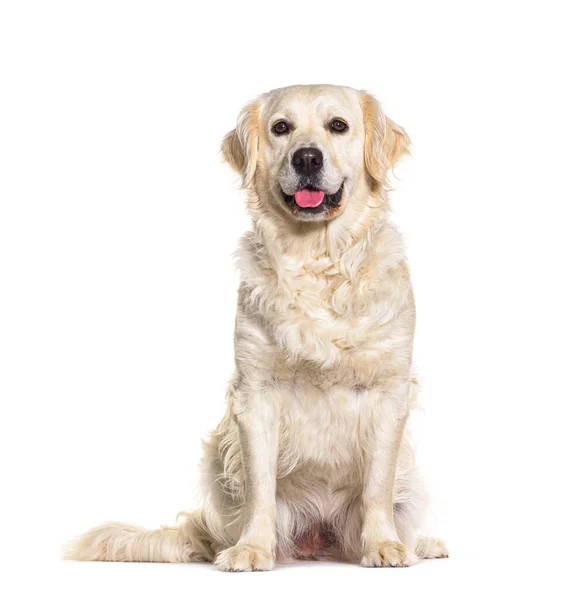 Golden Retriever Panting Sitting Front Looking Tha Camera Isolated White — ストック写真