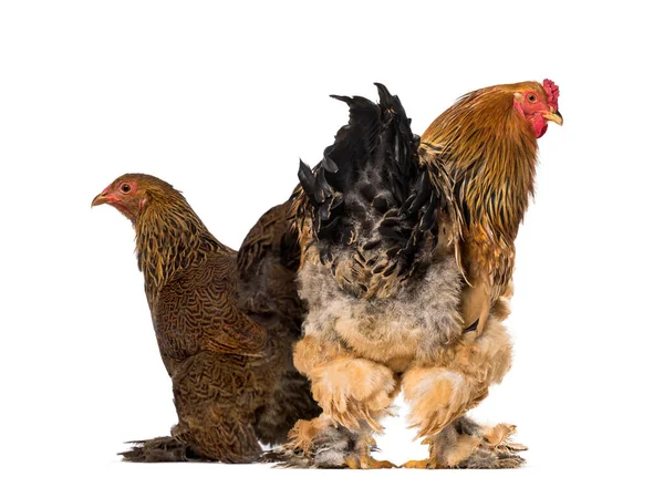 Brahma Rooster Standing White Background — Stock Photo, Image