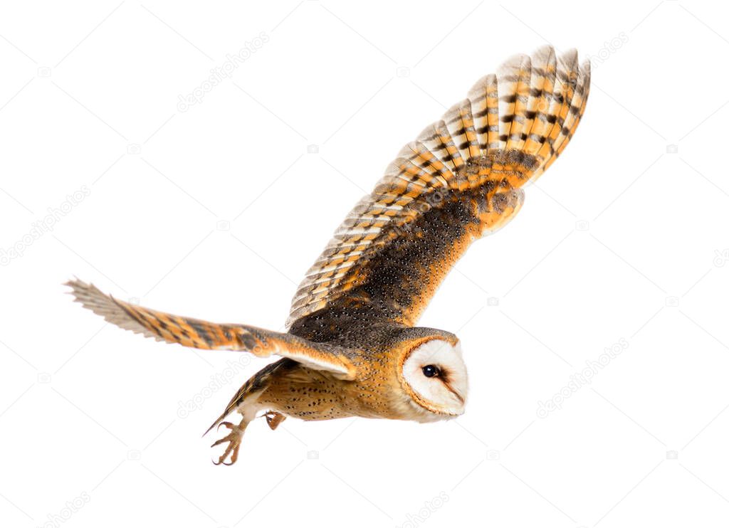 Side view of a Barn Owl, nocturnal bird of prey, flying wings spread, Tyto alba, isolated on withe