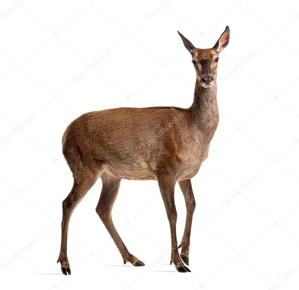 Side view of a doe looking at the camera, Female red deer, isolated on white