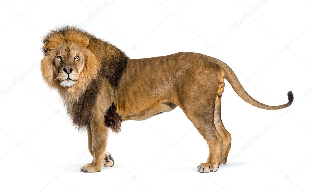 Male adult lion posing and looking away, Panthera leo, isolated on white
