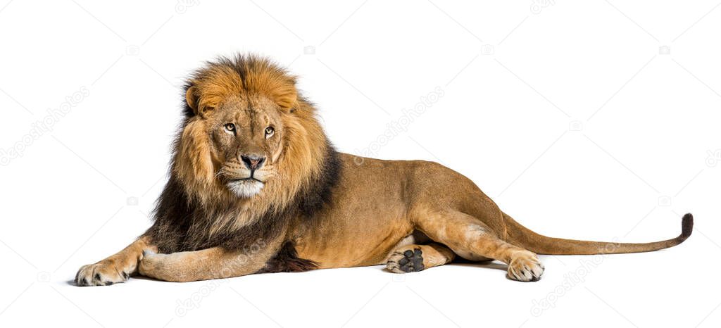 Male adult lion lying down, Panthera leo, isolated on white