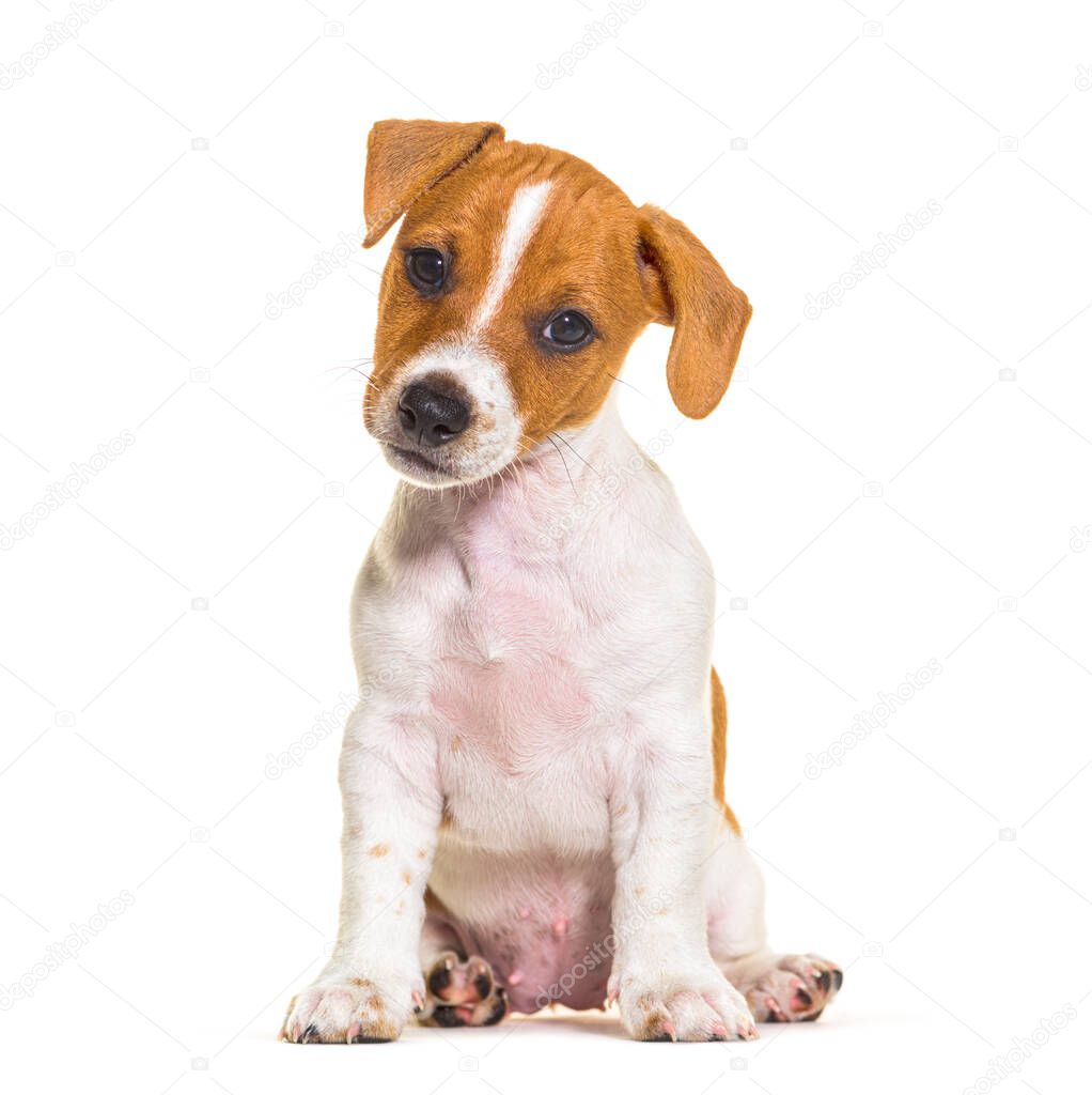 Sitting Jack russel puppy nine weeks old looking at camera, isolated on white