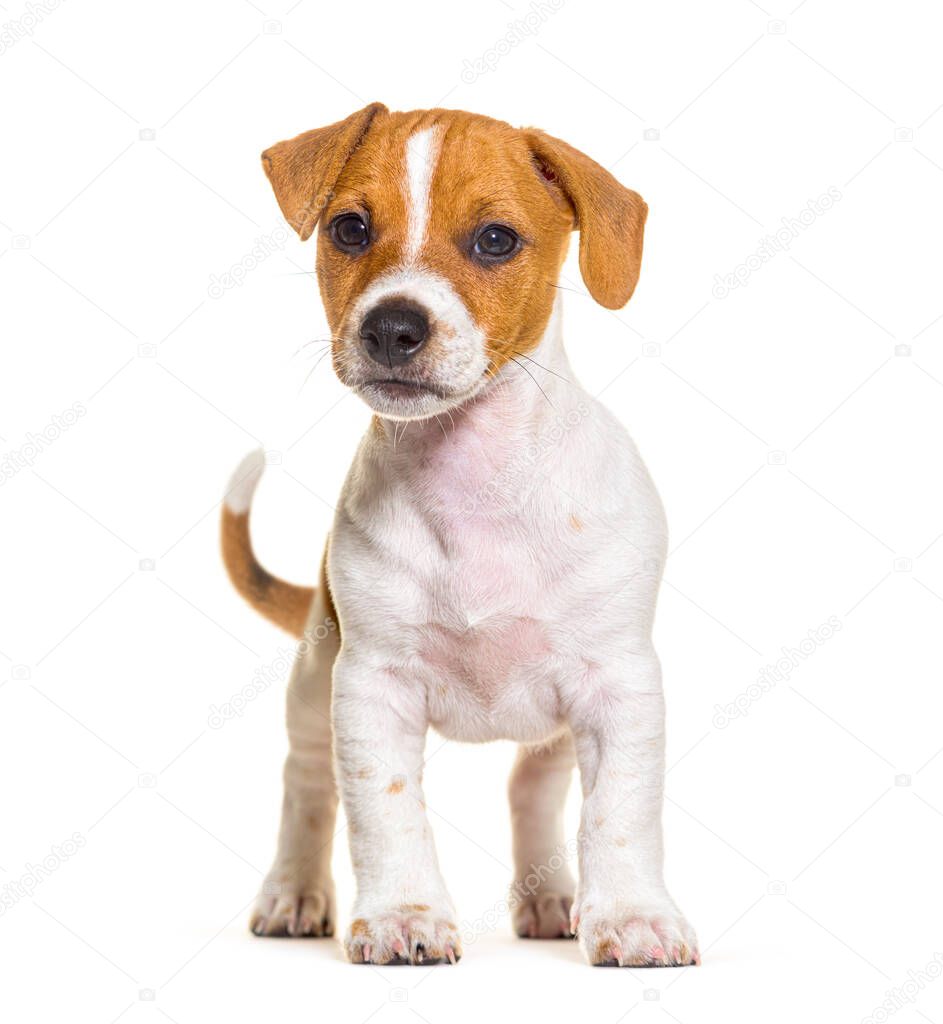 Standing in front Jack russel puppy nine weeks old, isolated on white