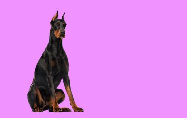 doberman pinscher oturmuş, üzerinde beyaz izole
