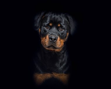 Portrait of a Black and tan Young Rottweiler on black background