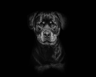 Portrait of a Black and tan Young Rottweiler on black background