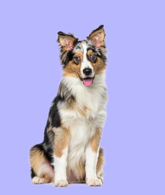 Sitting and panting Blue merle border collie on a purple background