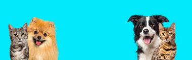 Two cats and two dogs panting with happy expression together on blue background, banner framed looking at the camera
