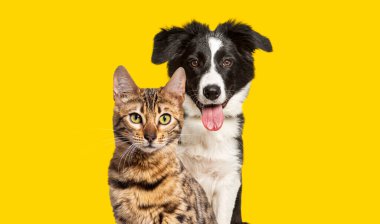 Brown bengal cat and a border collie dog panting with happy expression together on yellow background, looking at the camera