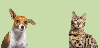 Head shot bengal  cat and Jack russell terrier dog together on a green background