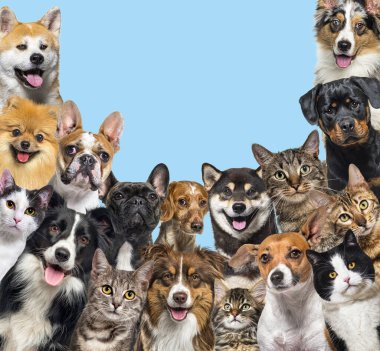 Large group of cats and dogs looking at the camera on blue background