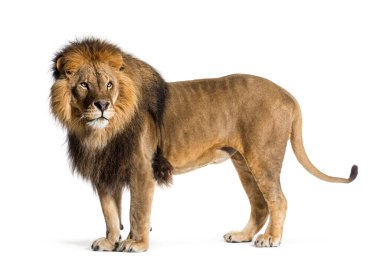 Side view of a male lion looking back, isolated on white