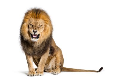 Lion pulling a face and looking at the camera, isolated on white
