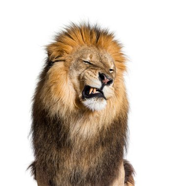 Lion pulling a face, looking at the camera and showing its teeth, isolated on white