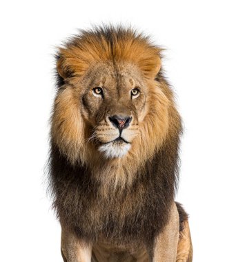 head shot of a Lion looking away, isolated on white