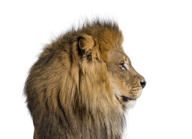 Perfect profile of a adult male lion looking away, isolated on white