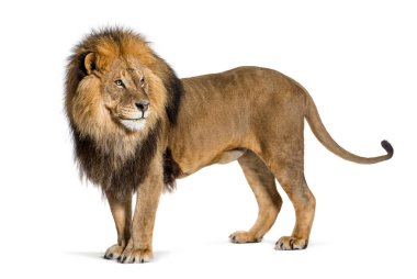 Side view of a Male adult lion standing and looking backwards pulling a funny face, isolated on white