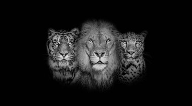 Black and white portrait of a Lion, a tiger and a leopard, together on a black background