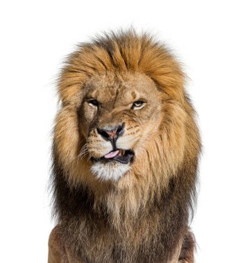head shot of a Lion making a face and looking at the camera