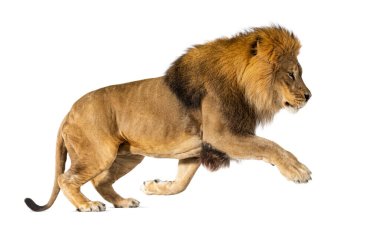 Male adult lion, Panthera leo, leaping, isolated on white