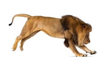 Side view of a lion jumping, , isolated on white