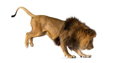 Side view of a lion jumping, , isolated on white