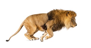 Side view of a lion jumping, , isolated on white