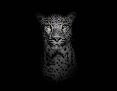 Black and white Head shot, portrait of a Spotted leopard facing at the camera on a black background