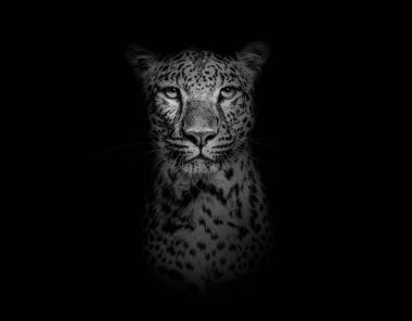 Black and white Head shot, portrait of a Spotted leopard facing at the camera on a black background
