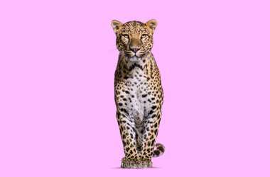 Spotted leopard standing in front and facing at the camera on a pink background