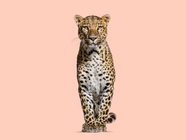 Spotted leopard standing in front and facing at the camera on a orange background