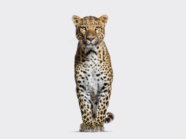 Spotted leopard standing in front and facing at the camera on grey background