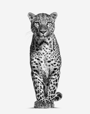 Black and white image of a Spotted leopard standing in front and facing at the camera, isolated on white