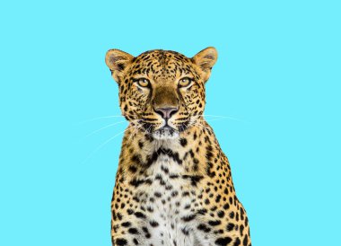 Head shot, portrait of a Spotted leopard facing at the camera on a blue background