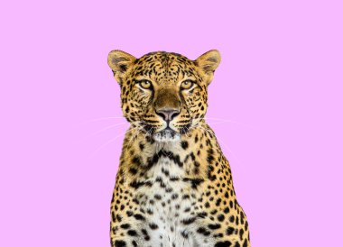Head shot, portrait of a Spotted leopard facing at the camera on a pink background