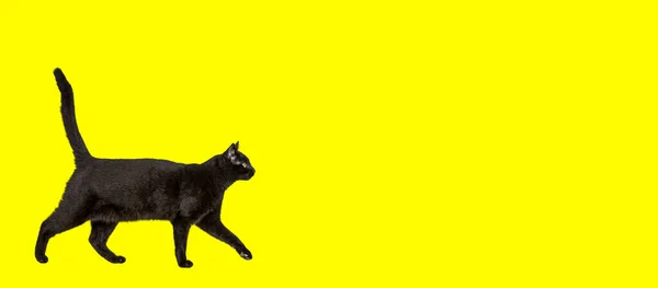 Чёрная Кошка Идёт Жёлтом Фоне — стоковое фото