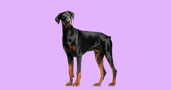 Doberman Pinscher Dog Standing Pink Background — Stock fotografie