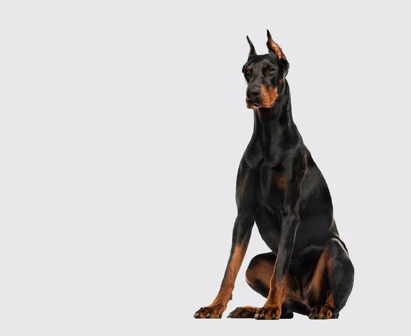 Doberman Pinscher Dog Sitting Cutted Ears Grey Background — Zdjęcie stockowe