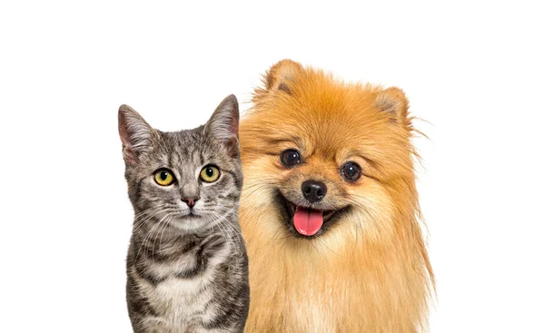 Grey Striped Tabby Cat Red Pomeranian Dog Panting Happy Expression — Zdjęcie stockowe